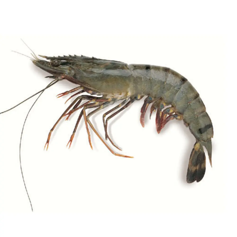 Tôm Sú Tự Nhiên - Black Tiger Shrimp (300g) - HDC